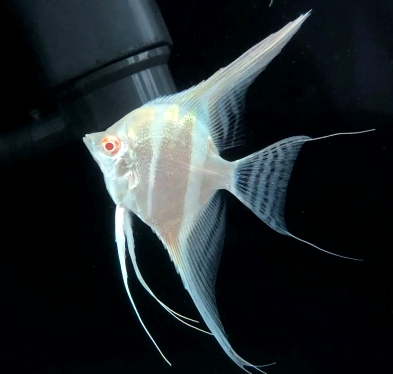 Albino Dantum Angelfish (Pterophyllum altum sp)
