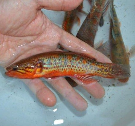 Rainbow Snakehead Gudgeon (Giuris margaritacea)