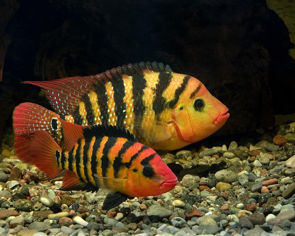 True Red Terror Cichlid (Mesoheros festae)