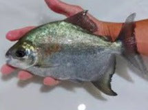 Red and Black Sailfin Pacu (Tometes siderocarajensis)