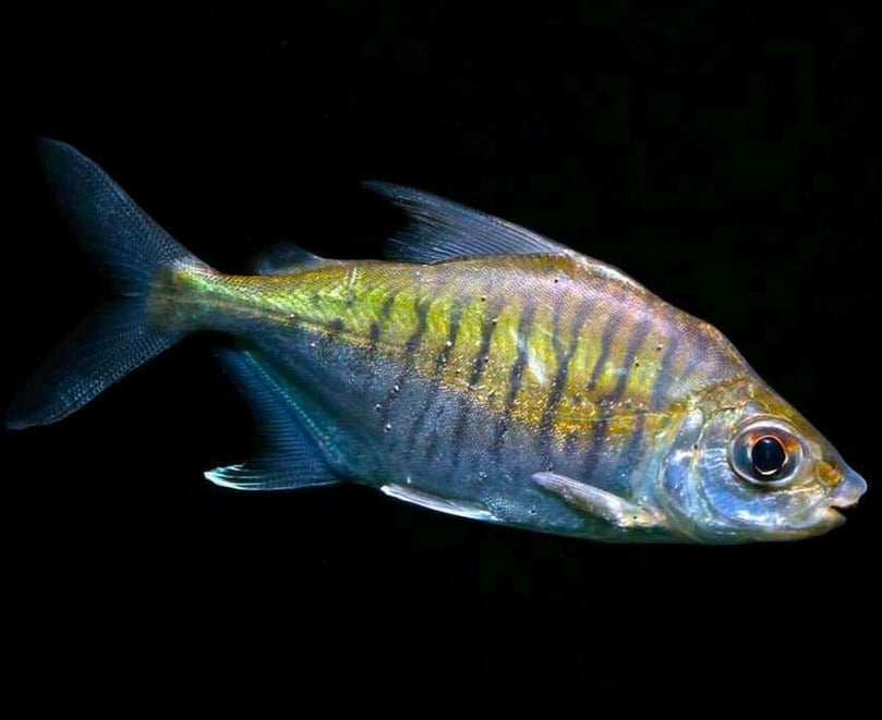 Sheep Head Pacu (Acnodon normani)
