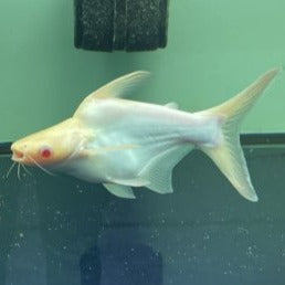 Short Body Albino Iridescent Shark (Pangasius hypophthalmus)