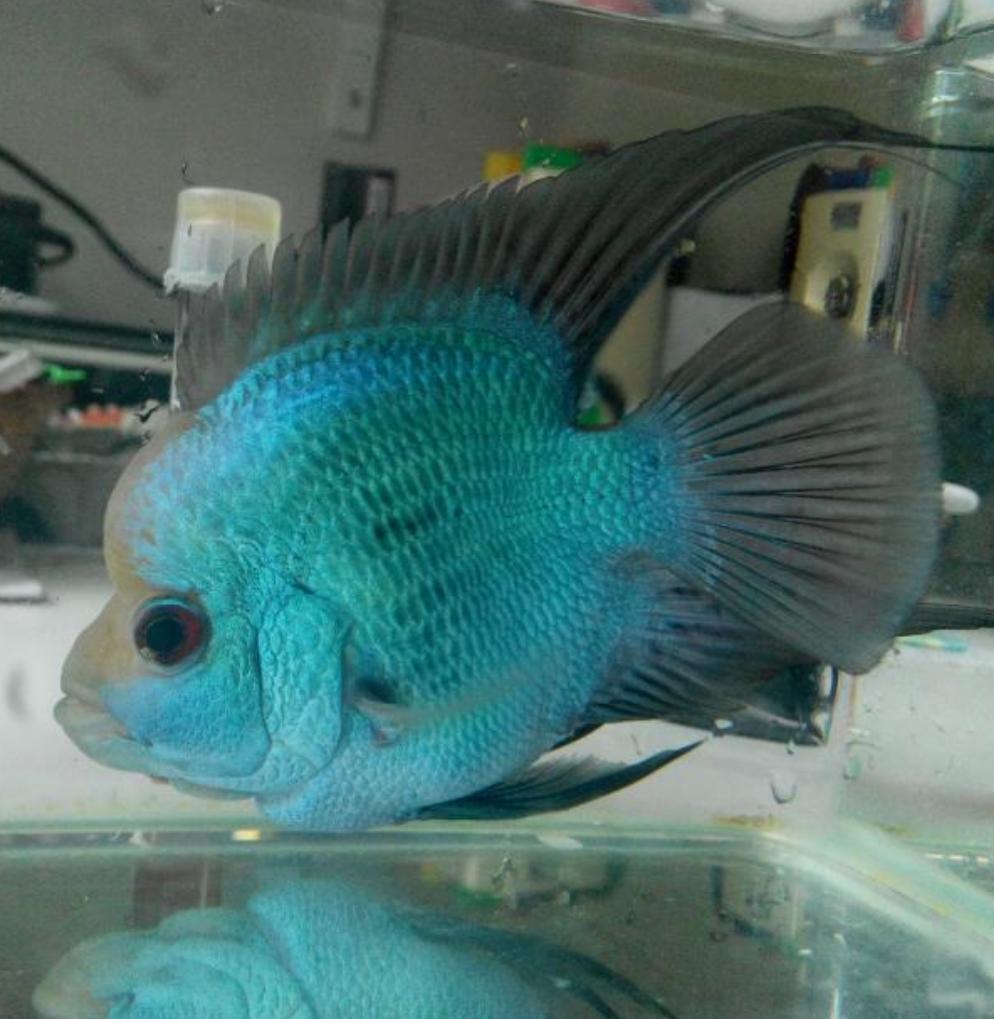 Blue Thai Silk Bonsai Parrot Cichlid (Cichlasoma sp)