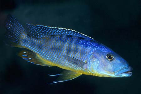 Big Mouth Hap Cichlid (Tyrannochromis macrostoma)