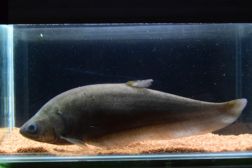 African Knifefish (Xenomystus nigri)