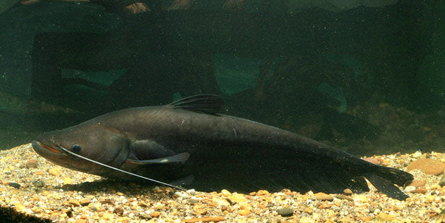 Blackhawk Wallago Catfish (Wallagonia micropogon)