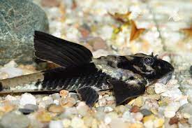 Marbled Chameleon Whiptail (Pseudohemiodon sp)