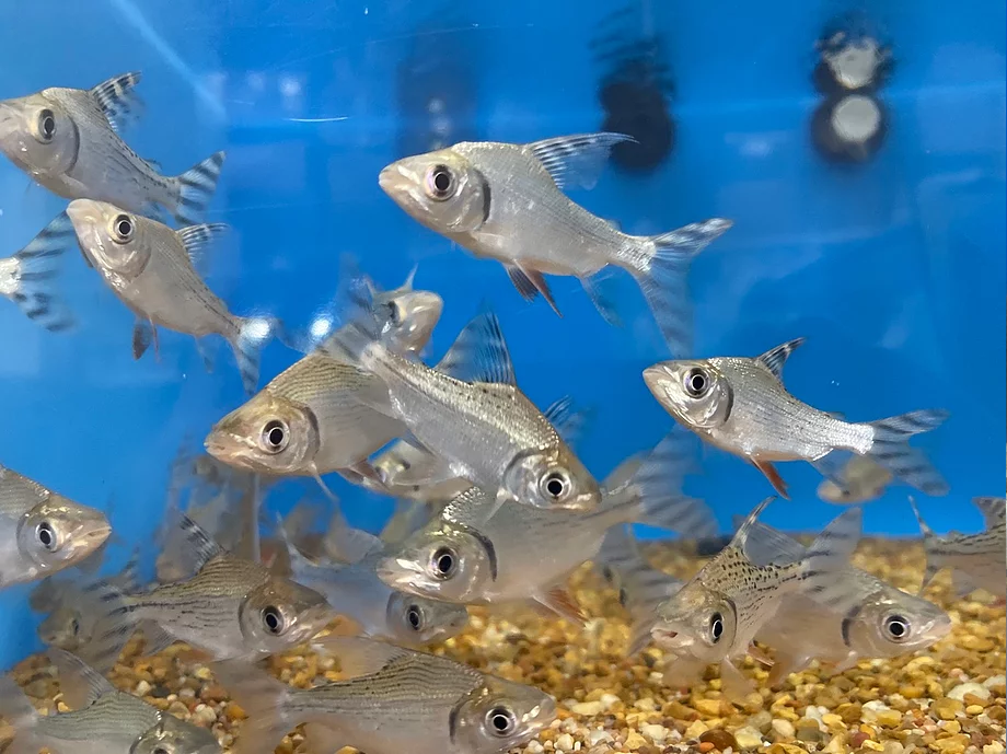 Yellowfin Flagtail Prochilodus (Semaprochilodus lacticeps)