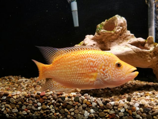 Red Wolf Cichlid (Parachromis dovii)