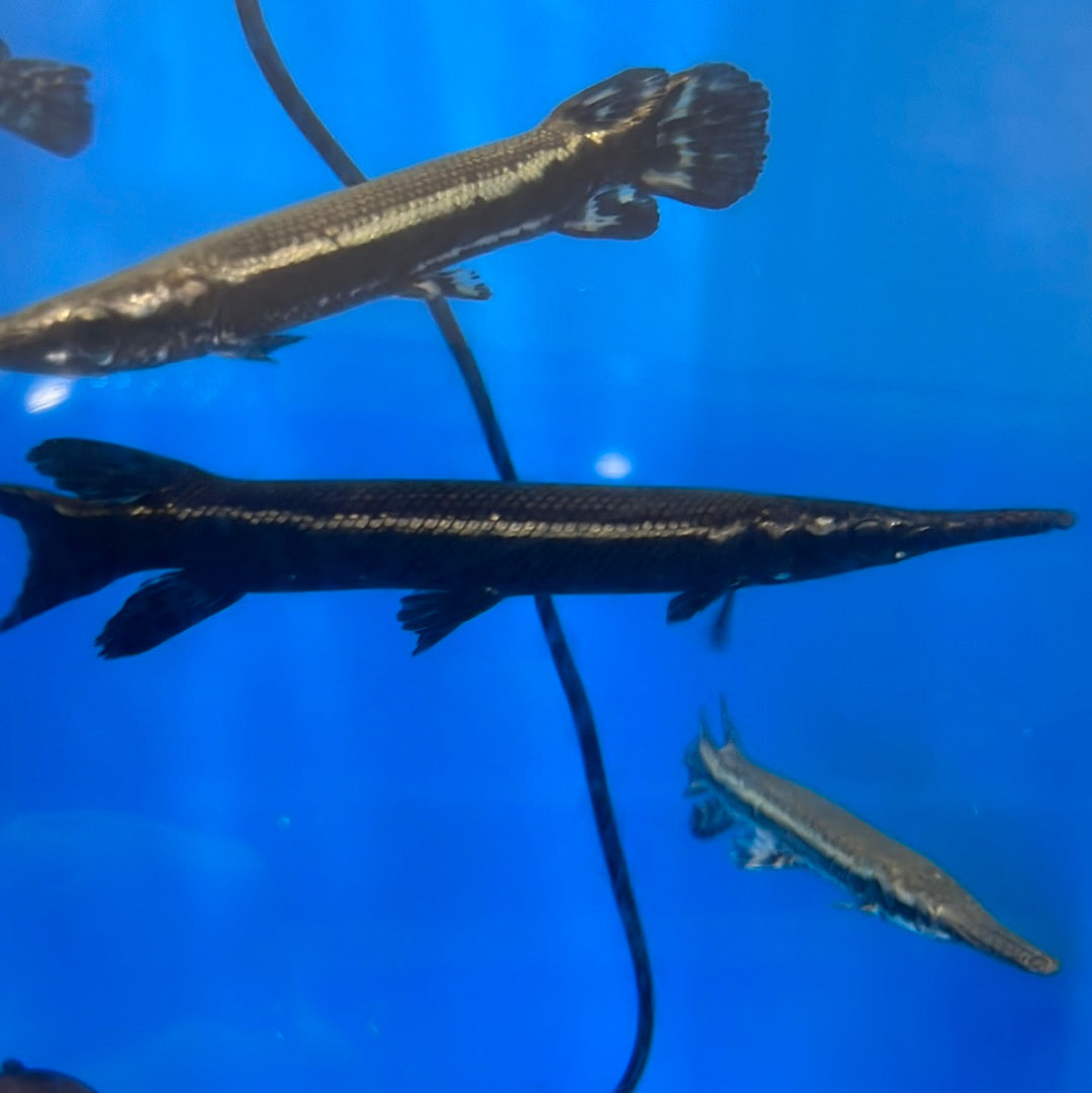Cuban Gar (Atractosteus tristoechus)