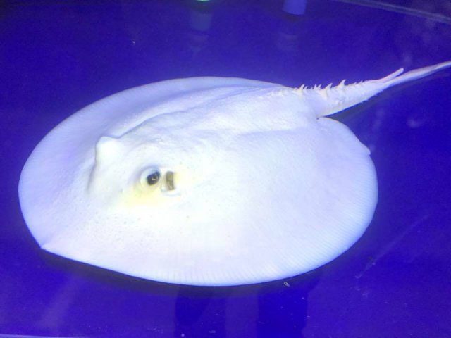 Line Pearl Leucistic Key Freshwater Stingray (Potamotrygon jabuti)