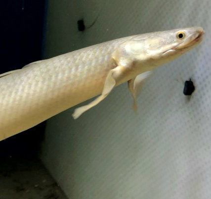 Turkana Senegal Bichir (Polypterus senegalus)