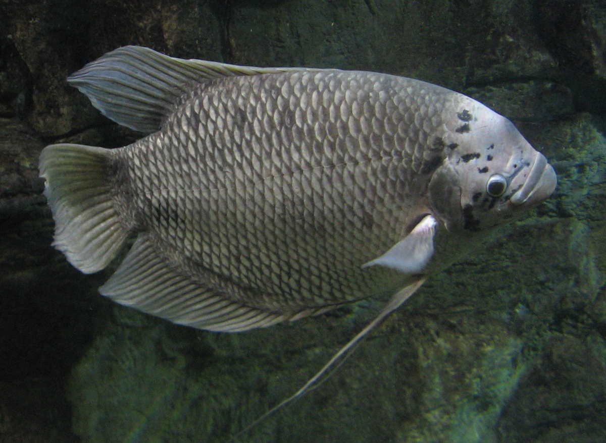 Giant Gourami (Osphronemus gorami)