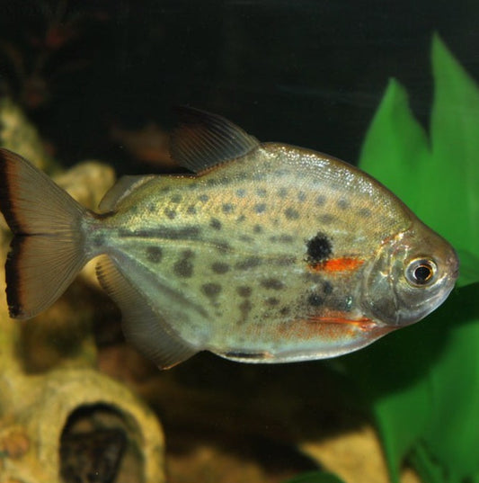 Spotted Silver Dollar (Metynnis maculatus)