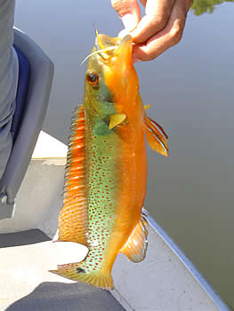 Rosemariae Pike Cichlid (Crenicichla rosemariae)