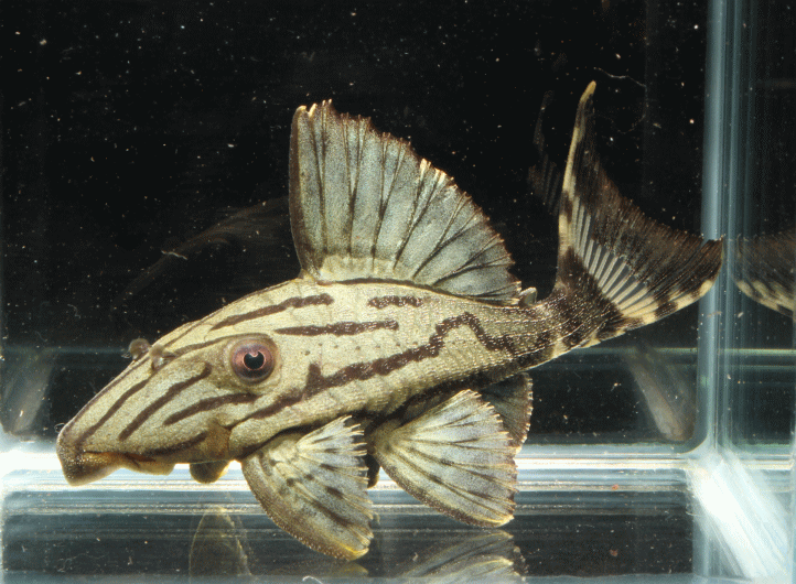 L191 Broken Line Royal Pleco (Panaque nigrolineatus)