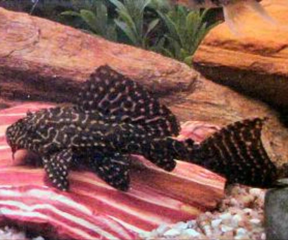 Parnaibae Sailfin Pleco (Pterygoplichthys parnaibae)