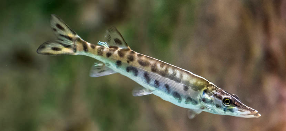 Spotted Muskie (Esox masquinongy)