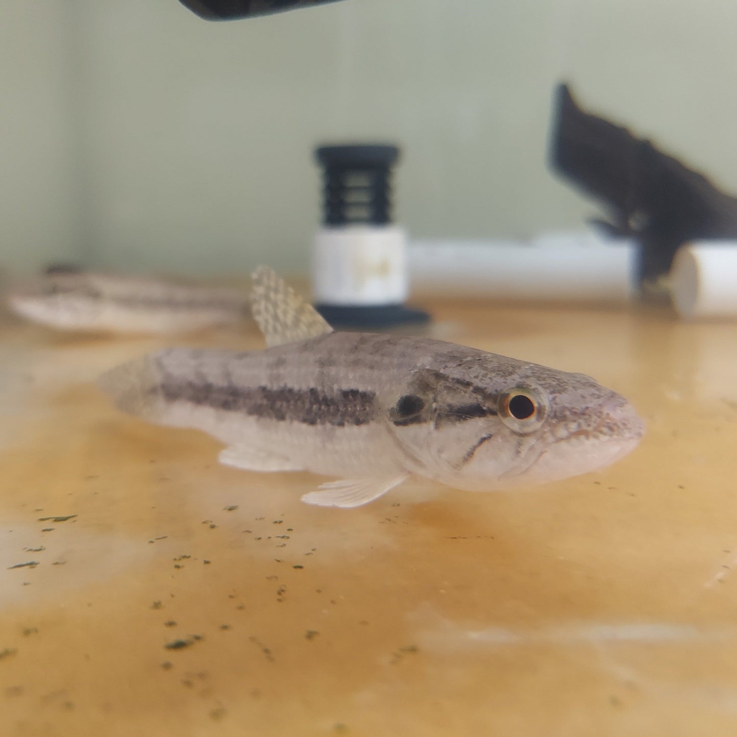 Black Wolf Fish (Hoplias curupira)