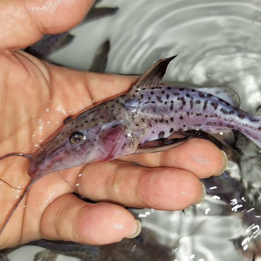 Leopard Ripsaw Catfish (Oxydoras niger sp)