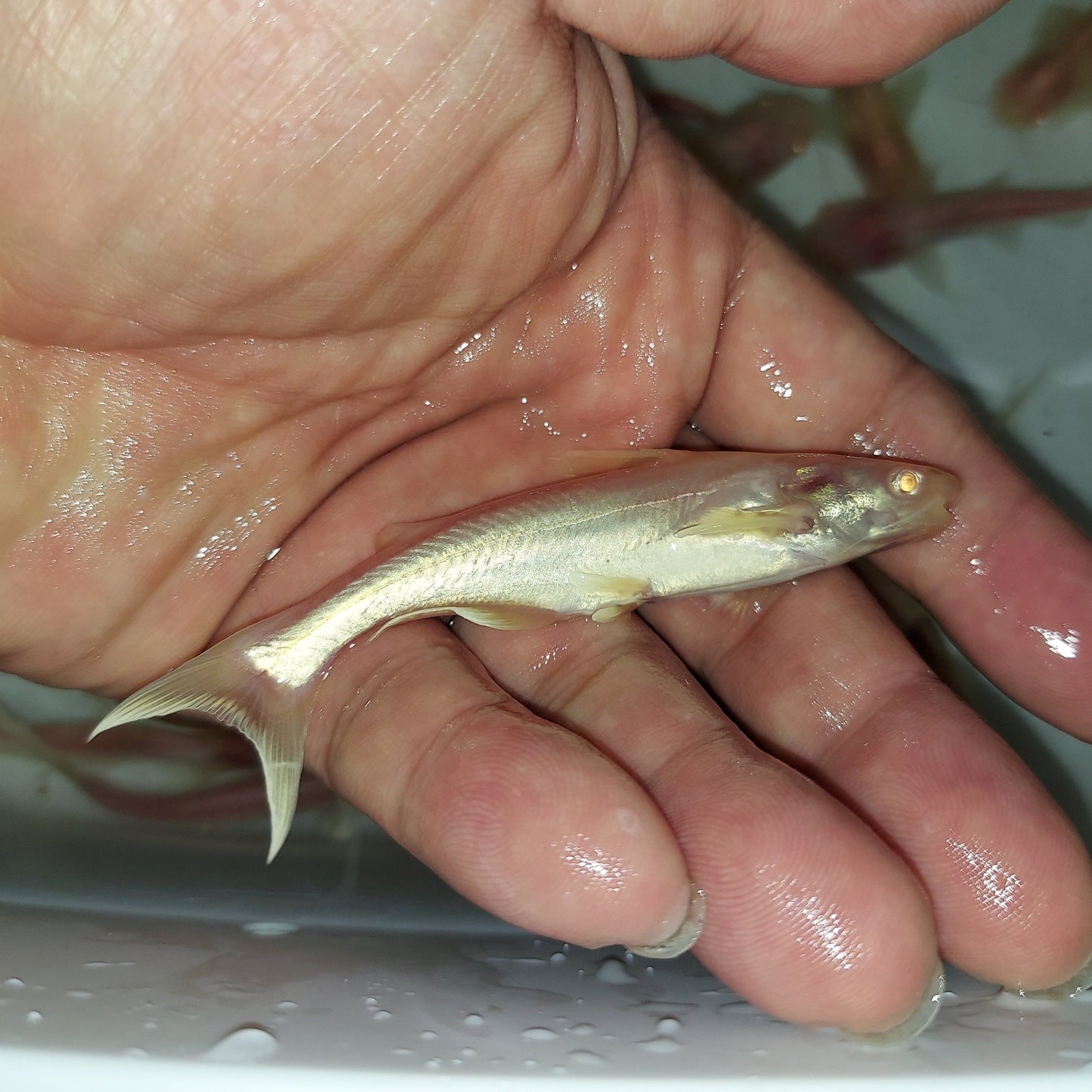 Albino Metallic Pangasius Shark (Pangasius larnaudii sp)