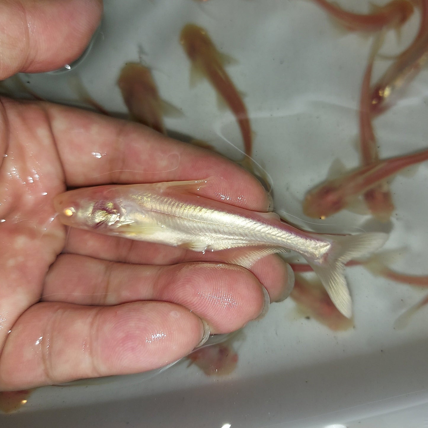 Albino Metallic Pangasius Shark (Pangasius larnaudii sp)