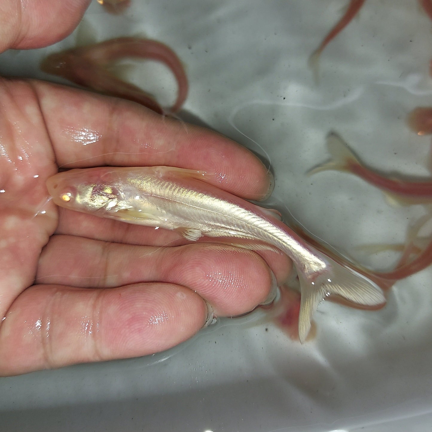 Albino Metallic Pangasius Shark (Pangasius larnaudii sp)