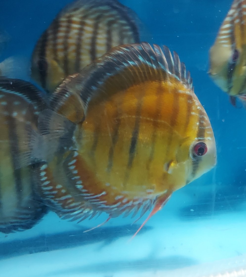 Wild Alenquer Red Discus (Symphysodon aequifasciata)