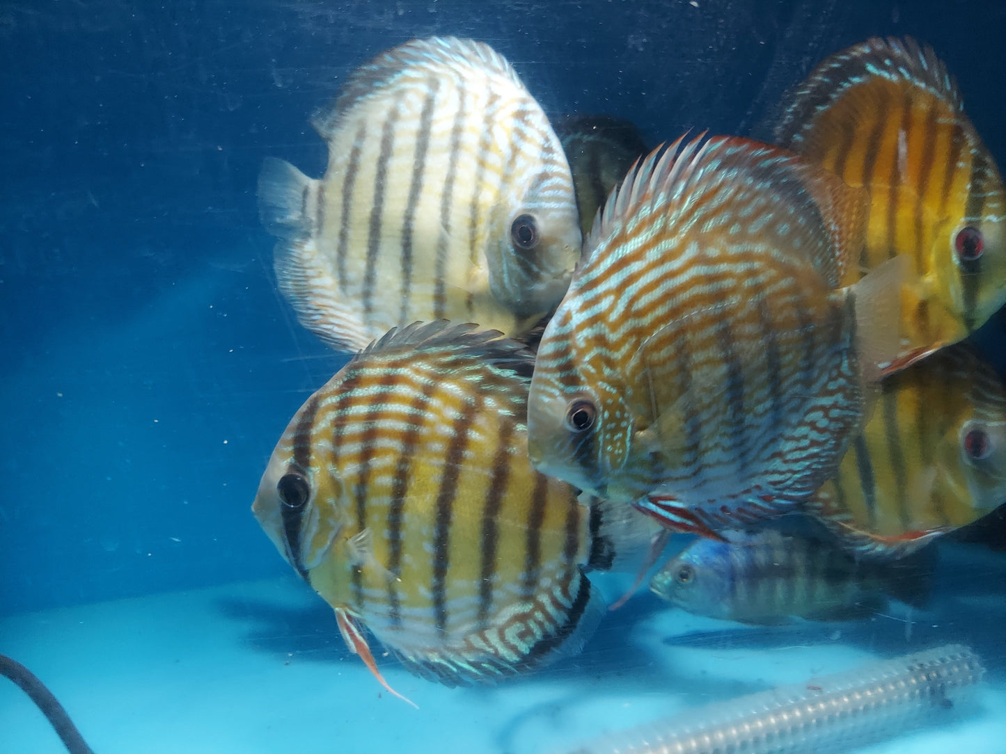 Wild Royal Discus (Symphysodon aequifasciata)