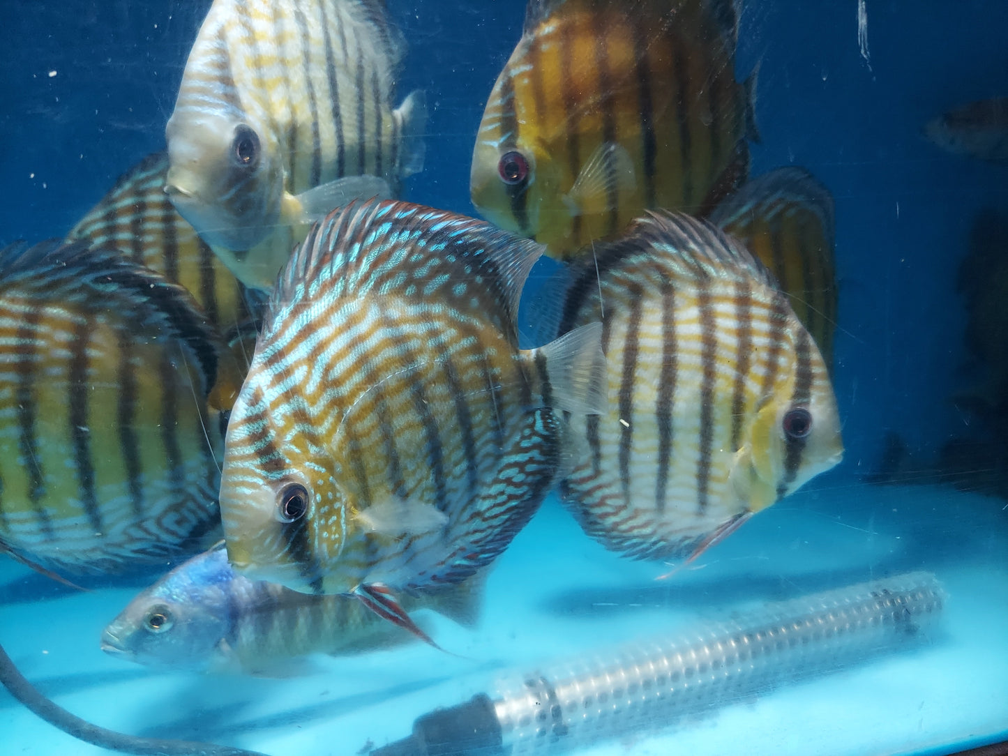 Wild Royal Discus (Symphysodon aequifasciata)