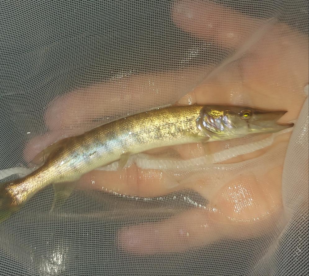 Tiger Muskie (Esox sp)