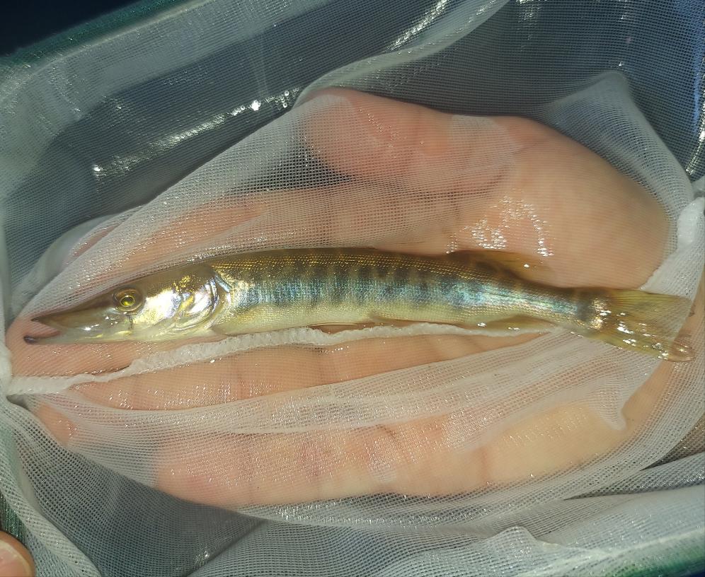 Tiger Muskie (Esox sp)