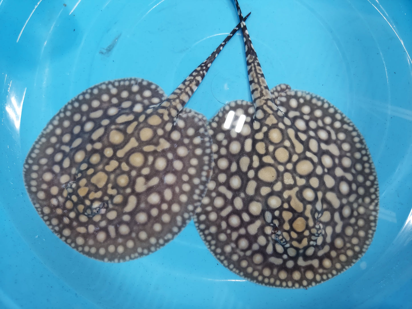 Designer Hybrid Stingray (Potamotrygon sp)