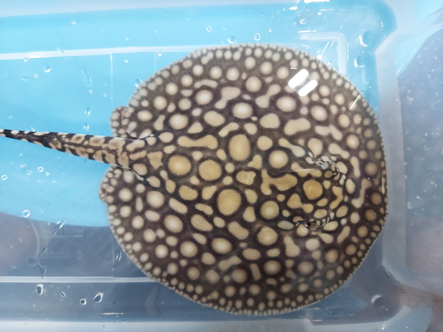 Designer Hybrid Stingray (Potamotrygon sp)