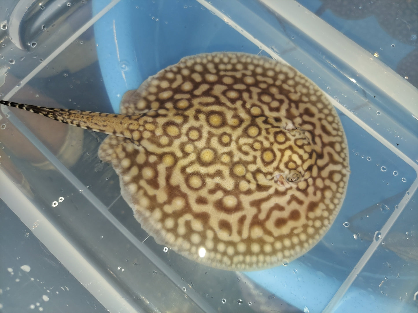 Marbled Motoro Stingray (Potamotrygon motoro)