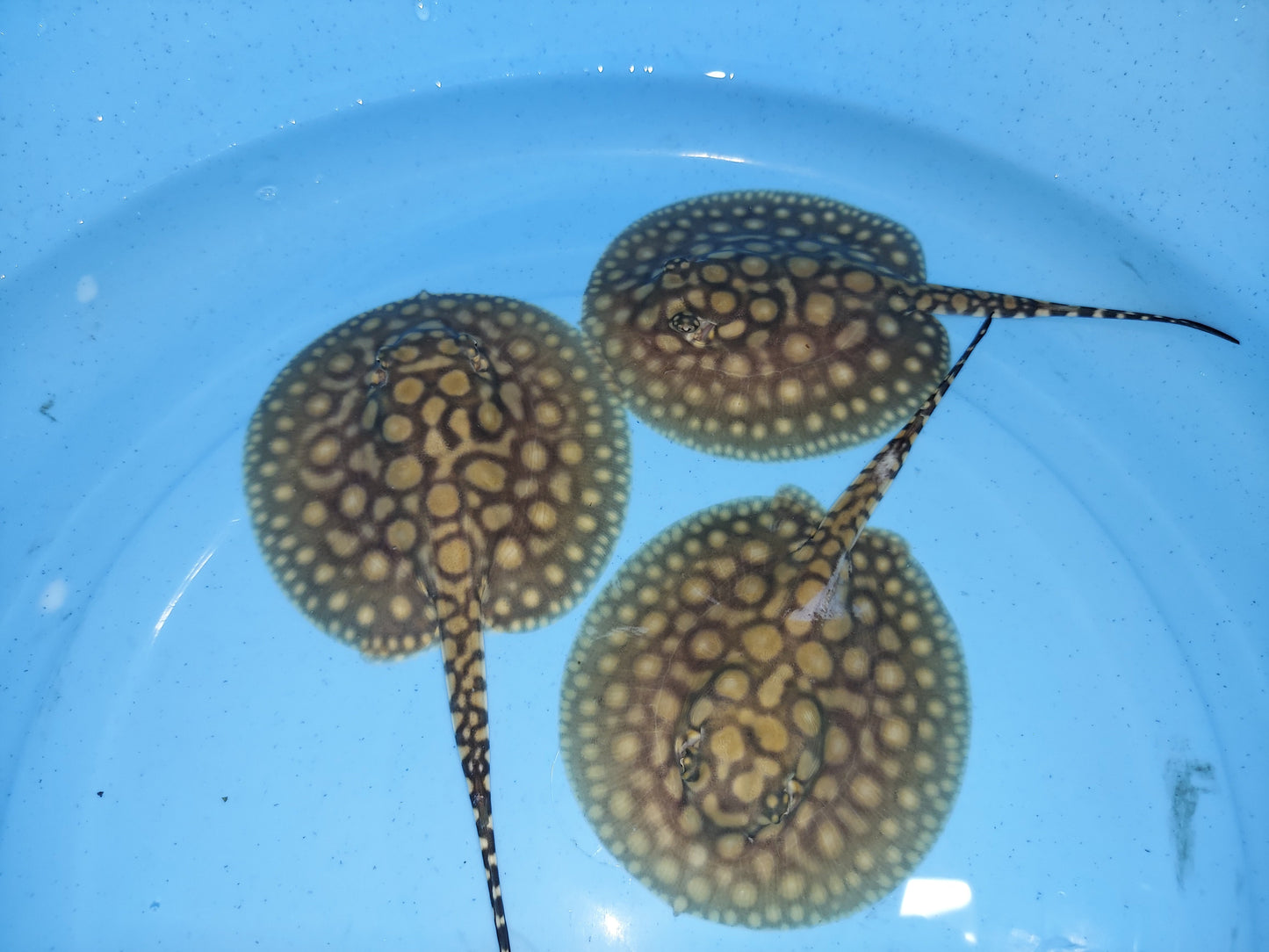 Designer Hybrid Stingray (Potamotrygon sp)