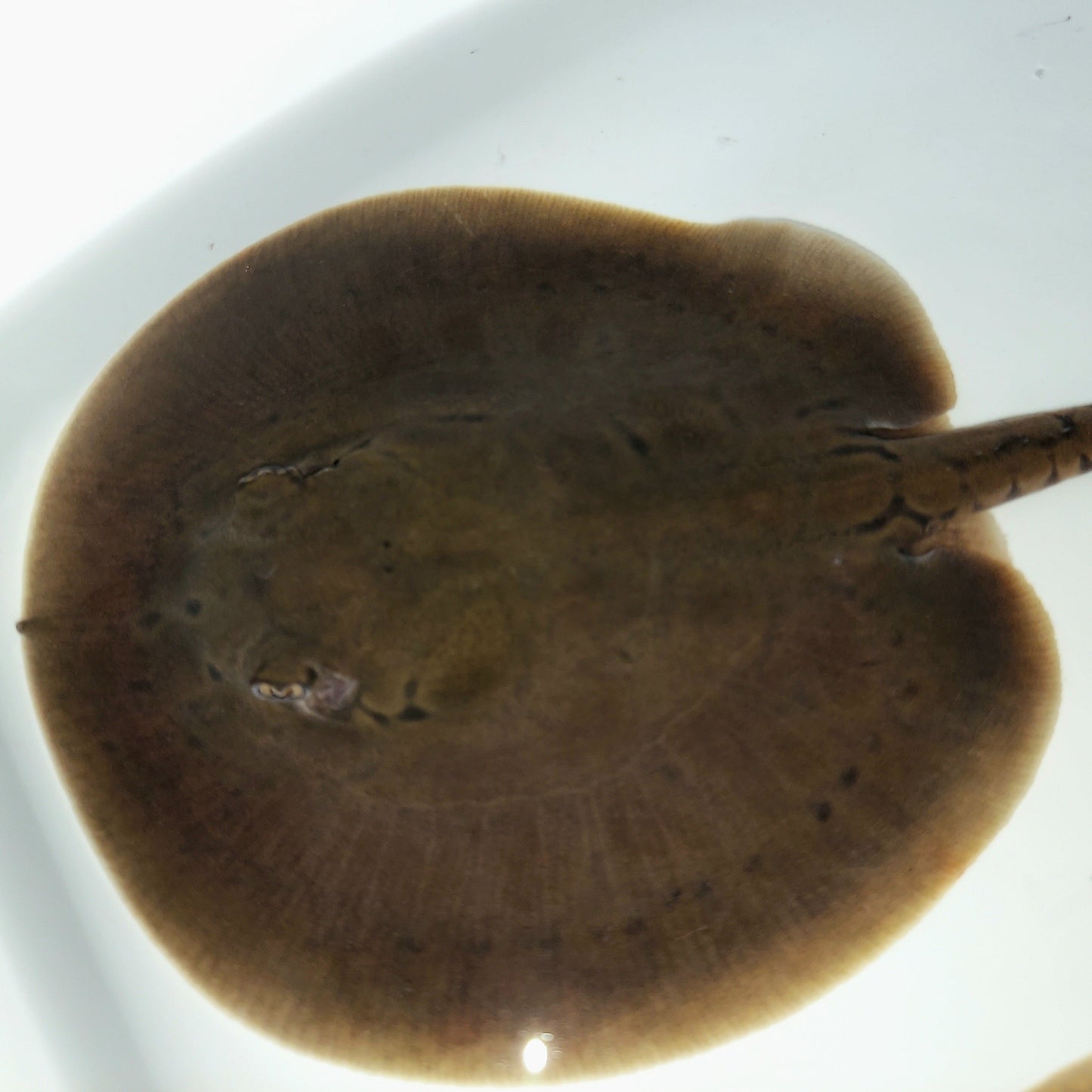 Orbignyi Stingray (Potamotrygon orbignyi)