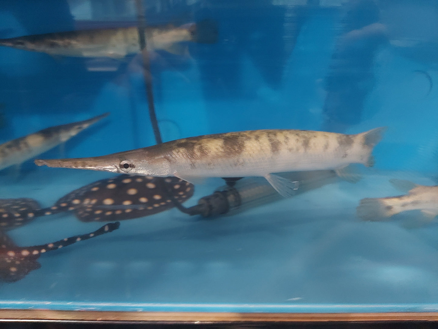 Golden Marble Florida Gar (Lepisosteus platyrhincus)