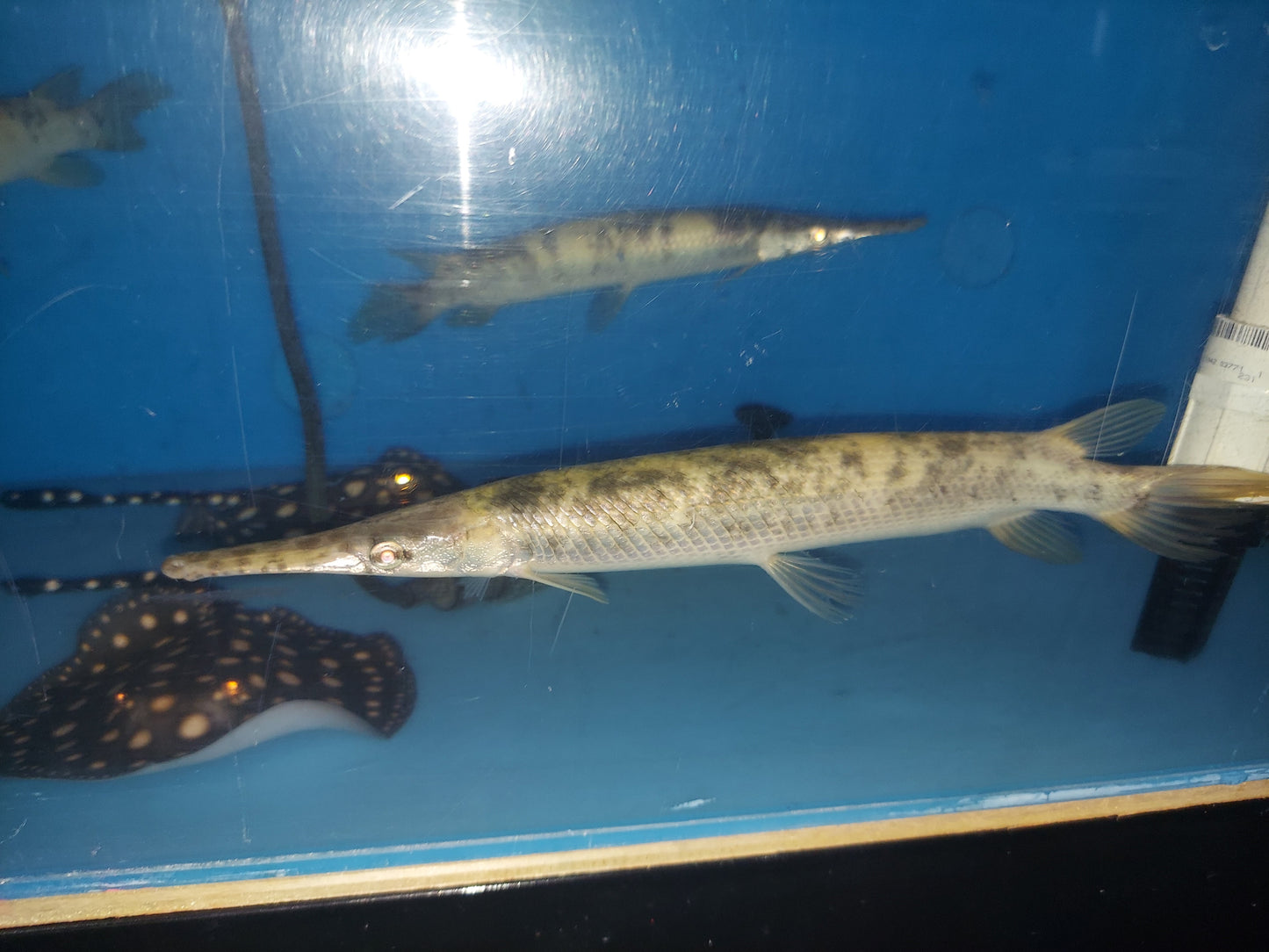 Golden Marble Florida Gar (Lepisosteus platyrhincus)