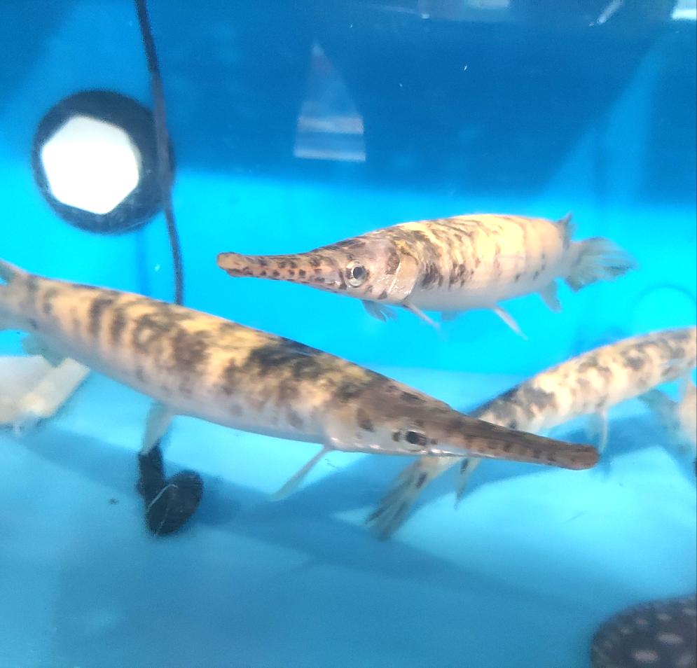 Golden Marble Florida Gar (Lepisosteus platyrhincus)