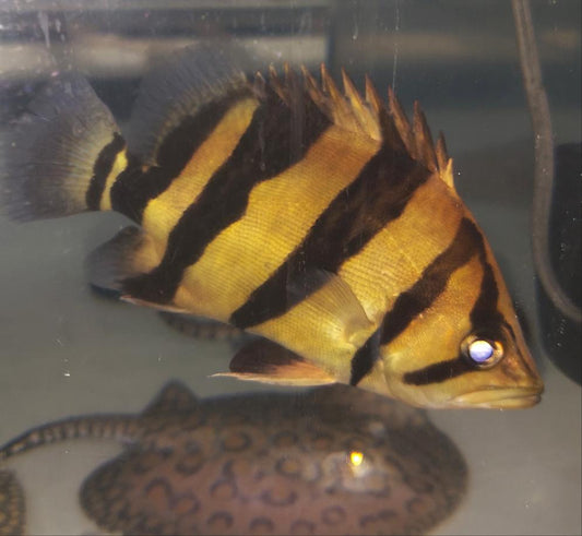 Siamese Tiger Fish (Datnioides pulcher)