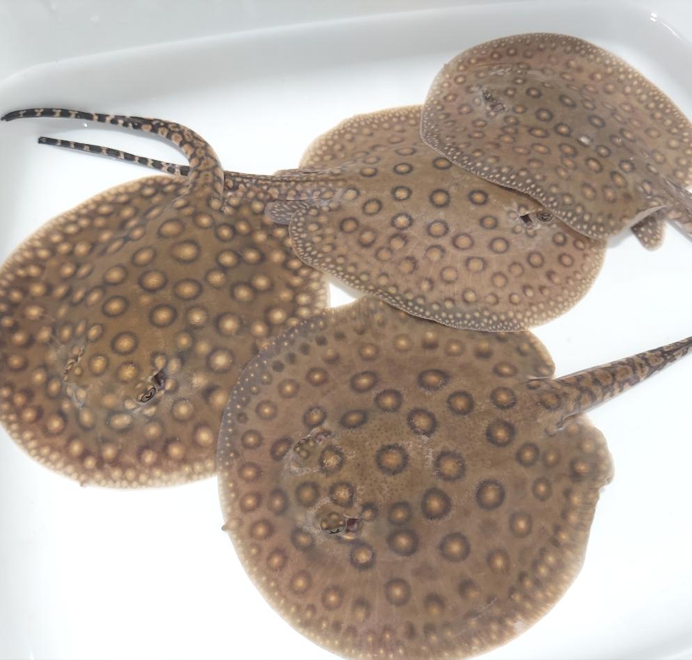 Motoro Stingray (Potamotrygon motoro)