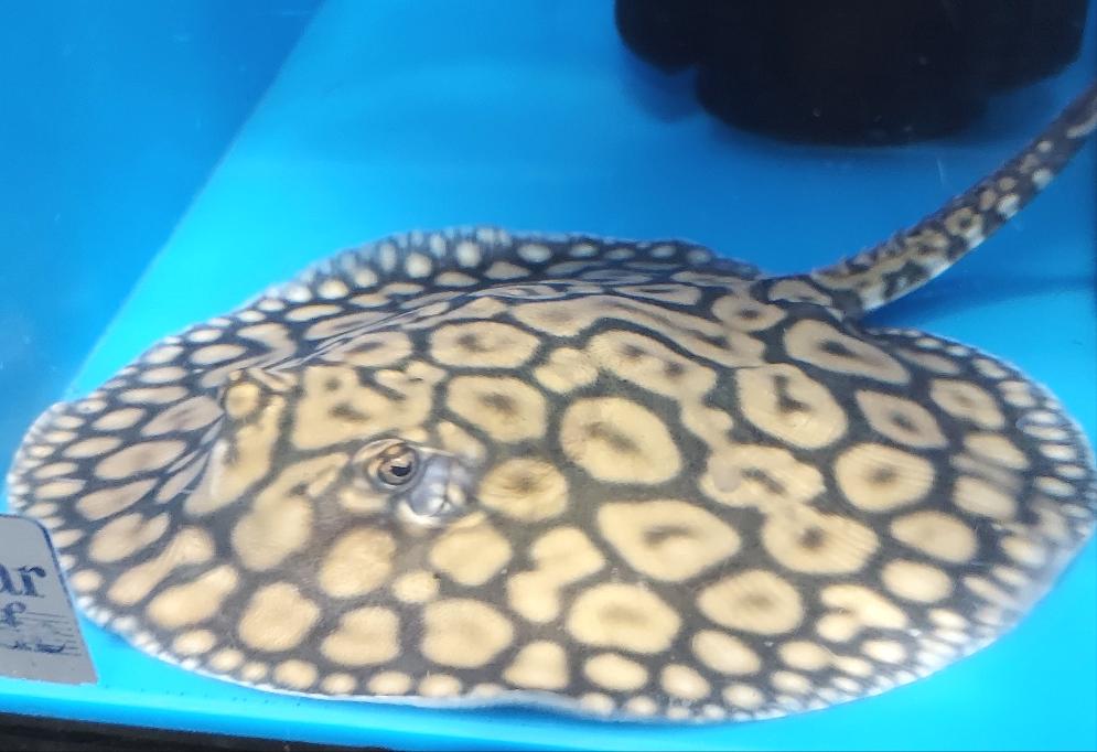 Designer Hybrid Stingray (Potamotrygon sp)