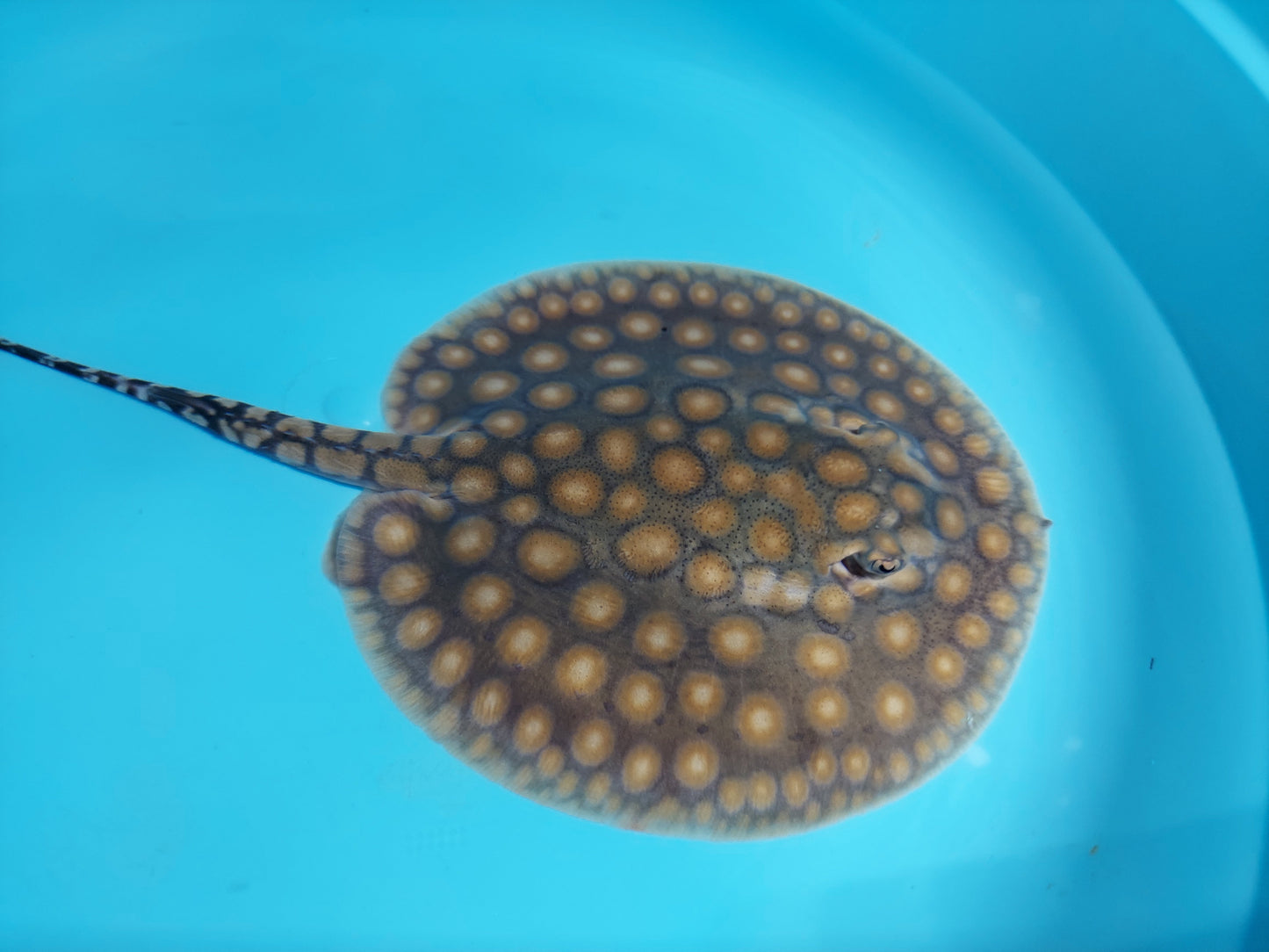 Super Spot Designer Hybrid Freshwater Stingray (Potamotrygon sp)