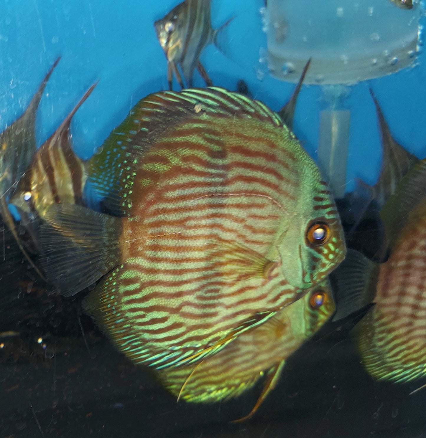 Blue Face Heckel Discus (Symphysodon aequifaciatus)