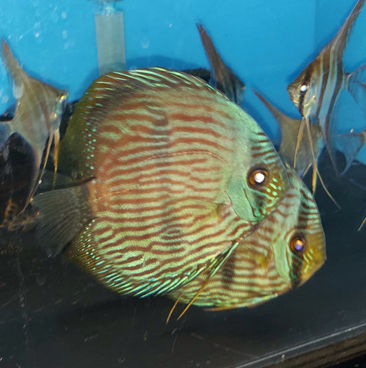 Blue Face Heckel Discus (Symphysodon aequifaciatus)