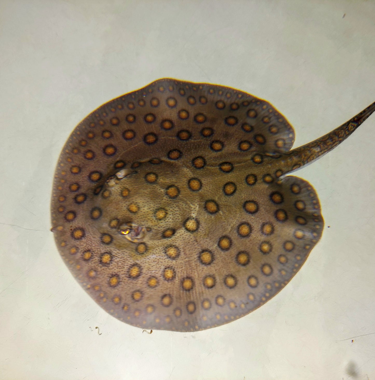 Motoro Stingray (Potamotrygon motoro)