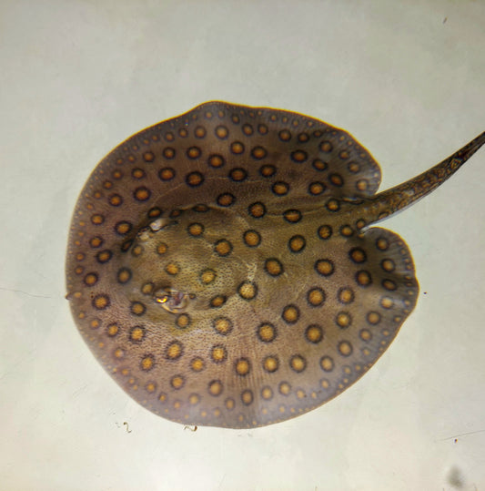 Motoro Stingray (Potamotrygon motoro)
