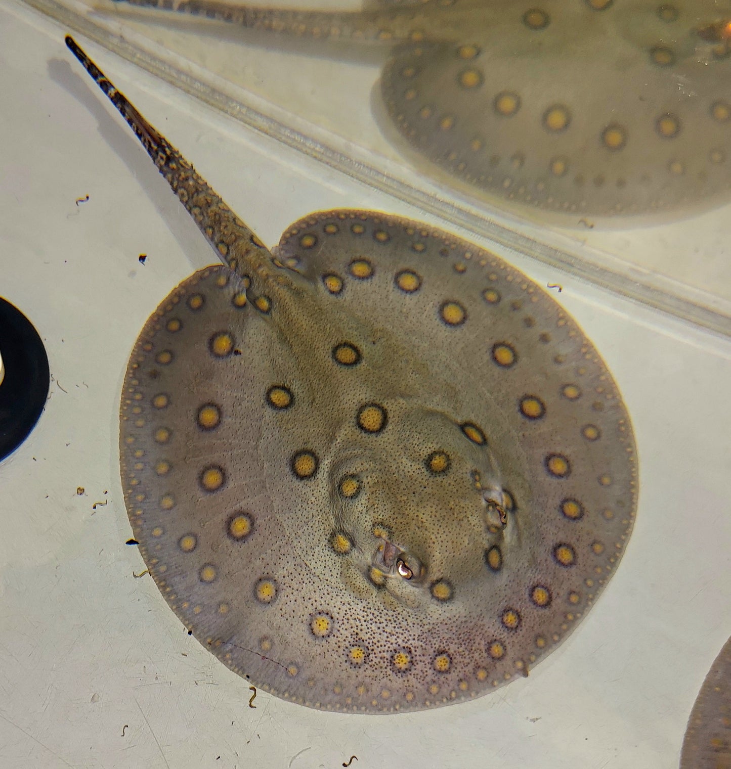 Motoro Stingray (Potamotrygon motoro)