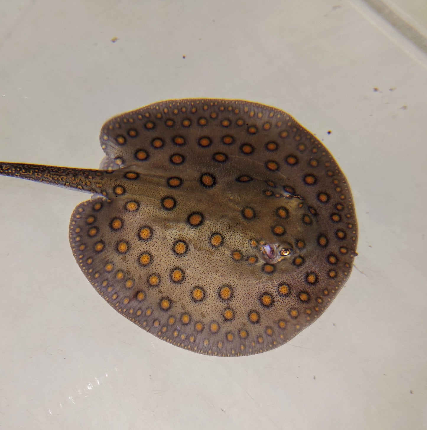Motoro Stingray (Potamotrygon motoro)
